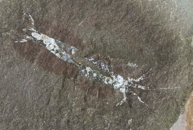 Unidentified Fossil Shrimp (Pos/Neg) - Mazon Creek #70623